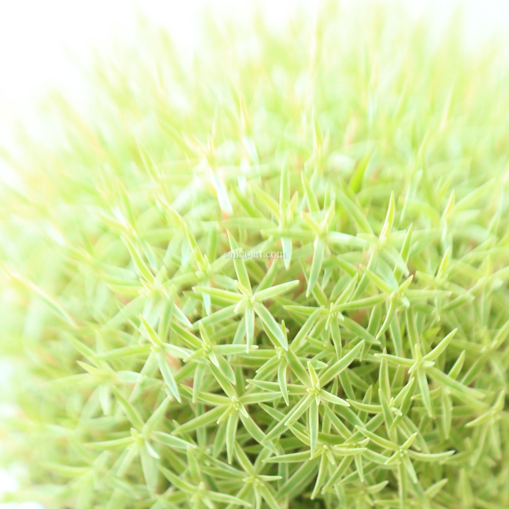 風水絵画⭐︎ストロベリームーン・ピンクの波動龍 雲海桃富士木花咲耶姫 特大色紙 風水絵画⭐︎ストロベリームーン・ピンクの波動龍 雲海桃富士木