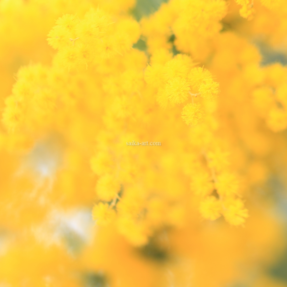 ミモザ ～希望の願いを咲かせて～」「Mimosa ~Blooming with